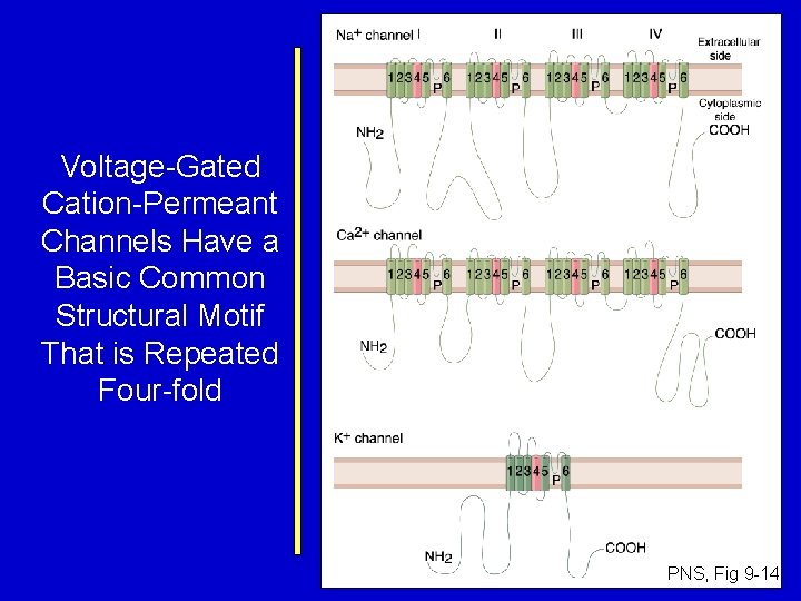 Voltage-Gated Cation-Permeant Channels Have a Basic Common Structural Motif That is Repeated Four-fold PNS,