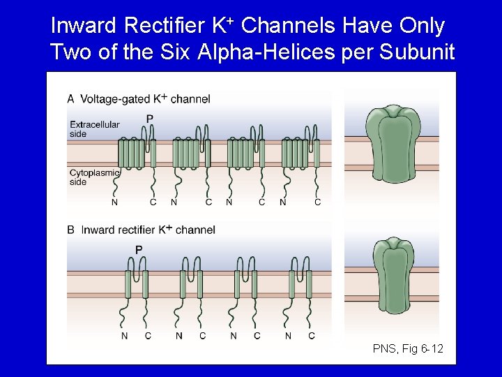 Inward Rectifier K+ Channels Have Only Two of the Six Alpha-Helices per Subunit PNS,