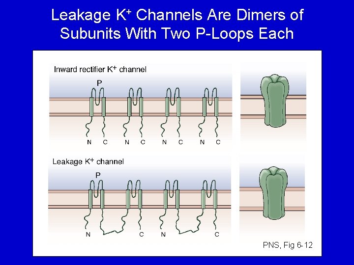 Leakage K+ Channels Are Dimers of Subunits With Two P-Loops Each PNS, Fig 6