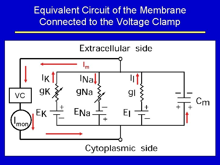 Equivalent Circuit of the Membrane Connected to the Voltage Clamp Im VC Imon 