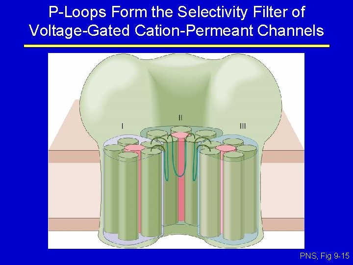 P-Loops Form the Selectivity Filter of Voltage-Gated Cation-Permeant Channels PNS, Fig 9 -15 