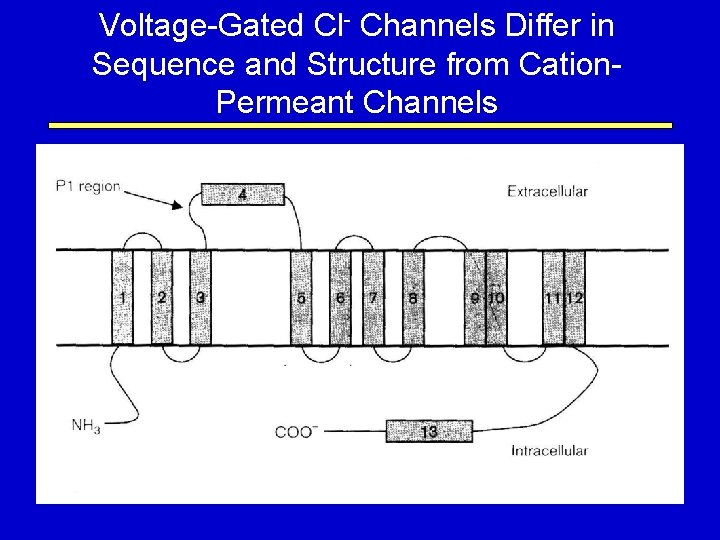 Voltage-Gated Cl- Channels Differ in Sequence and Structure from Cation. Permeant Channels 