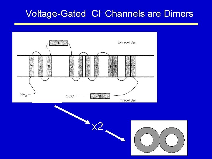 Voltage-Gated Cl- Channels are Dimers x 2 
