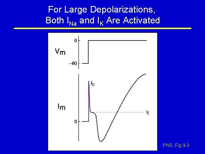 For Large Depolarizations, Both INa and IK Are Activated PNS, Fig 9 -3 