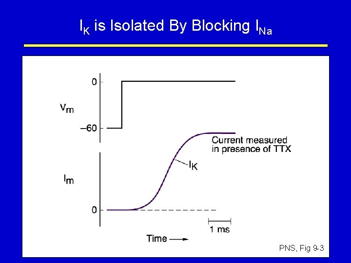 IK is Isolated By Blocking INa PNS, Fig 9 -3 