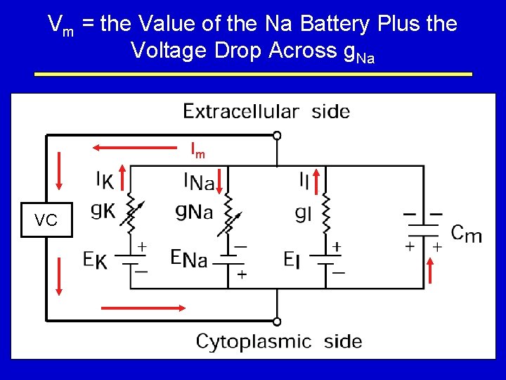 Vm = the Value of the Na Battery Plus the Voltage Drop Across g.