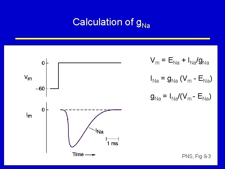 Calculation of g. Na Vm = ENa + INa/g. Na INa = g. Na
