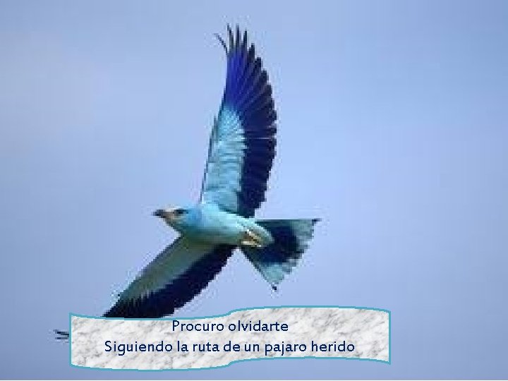 Procuro olvidarte Siguiendo la ruta de un pajaro herido 