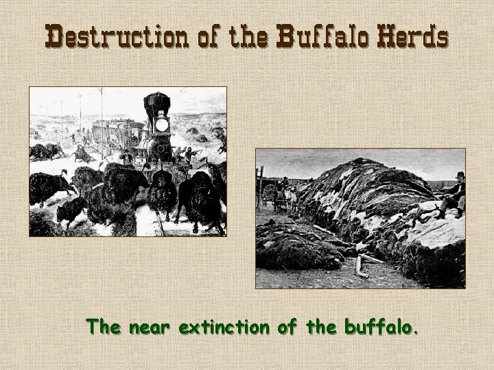 Destruction of the Buffalo Herds The near extinction of the buffalo. 