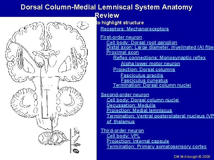 Dorsal Column-Medial Lemniscal System Anatomy Review Click name to highlight structure Receptors: Mechanoreceptors First-order