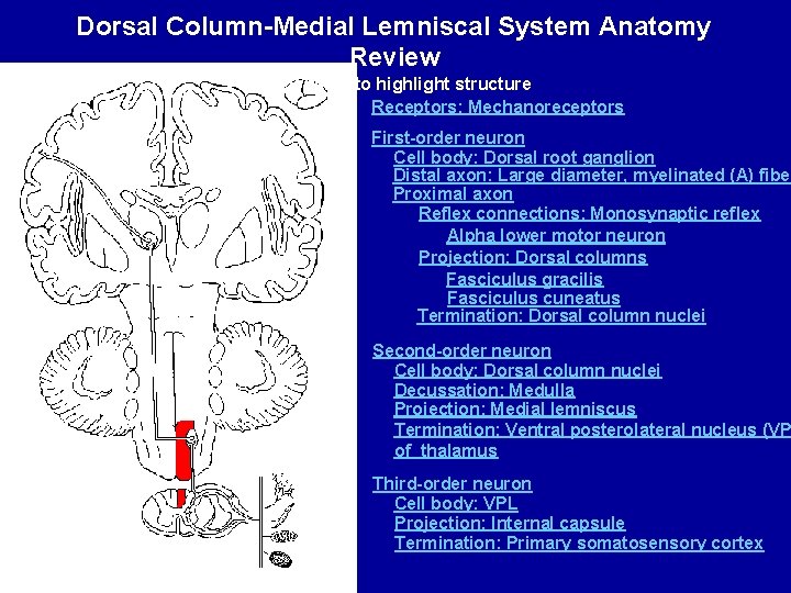 Dorsal Column-Medial Lemniscal System Anatomy Review Click name to highlight structure Receptors: Mechanoreceptors First-order