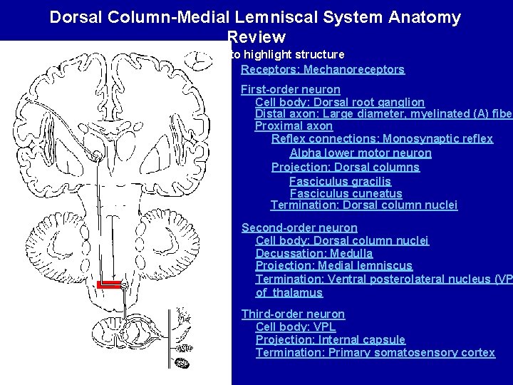 Dorsal Column-Medial Lemniscal System Anatomy Review Click name to highlight structure Receptors: Mechanoreceptors First-order