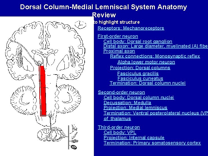 Dorsal Column-Medial Lemniscal System Anatomy Review Click name to highlight structure Receptors: Mechanoreceptors First-order