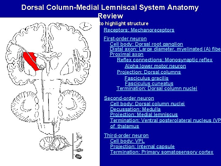 Dorsal Column-Medial Lemniscal System Anatomy Review Click name to highlight structure Receptors: Mechanoreceptors First-order
