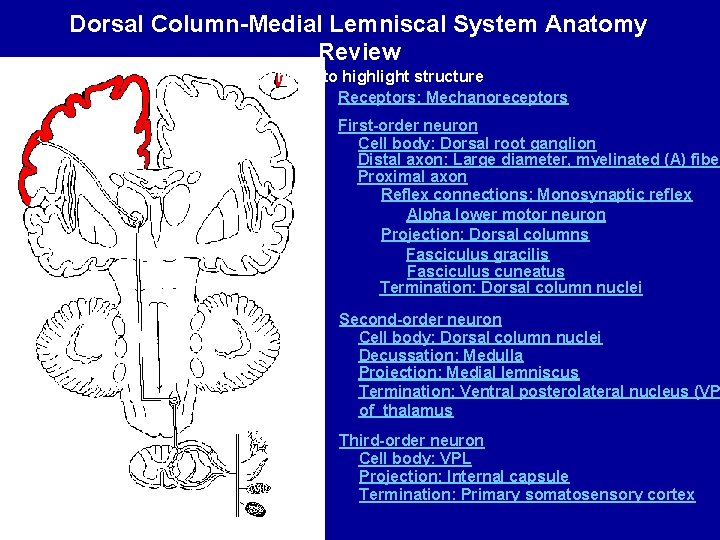 Dorsal Column-Medial Lemniscal System Anatomy Review Click name to highlight structure Receptors: Mechanoreceptors First-order