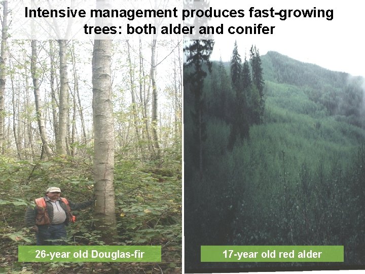 Intensive management produces fast-growing trees: both alder and conifer 26 -year old Douglas-fir 17