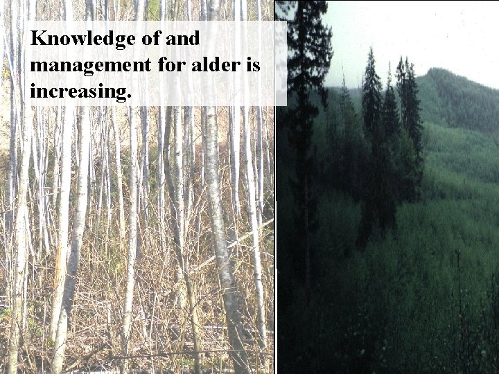 Knowledge of and management for alder is increasing. 