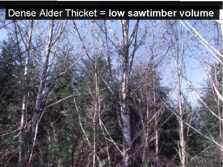 Dense Alder Thicket = low sawtimber volume 