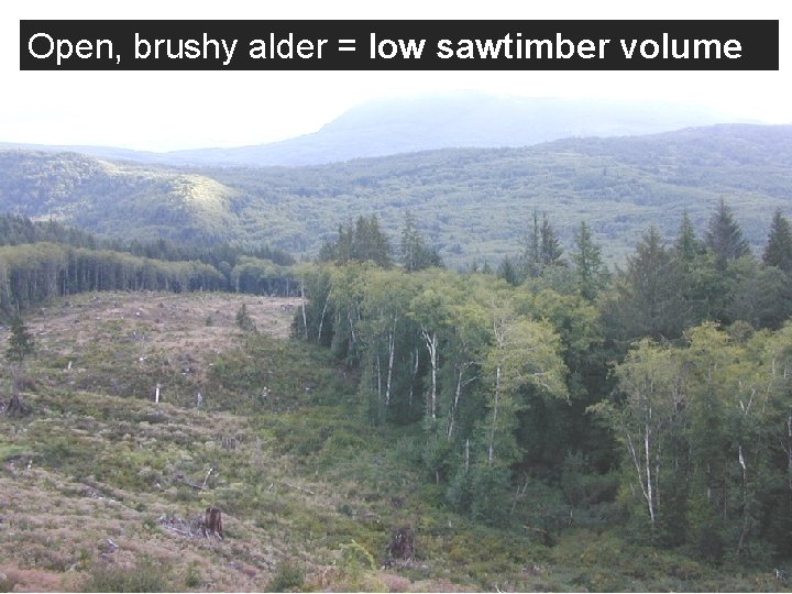 Open, brushy alder = low sawtimber volume 