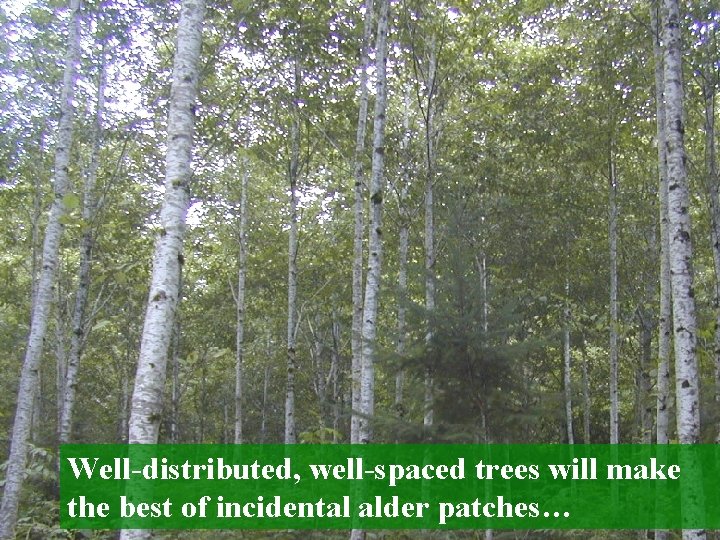 Well-distributed, well-spaced trees will make the best of incidental alder patches… 