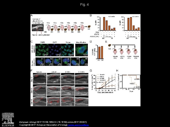 Fig. 4 European Urology 2017 72142 -150 DOI: (10. 1016/j. eururo. 2017. 03. 021)