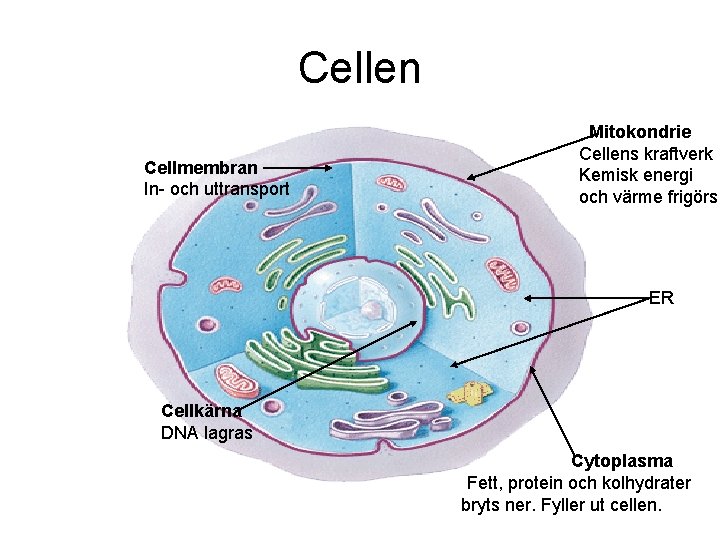 Cellen Cellmembran In- och uttransport Mitokondrie Cellens kraftverk Kemisk energi och värme frigörs. ER