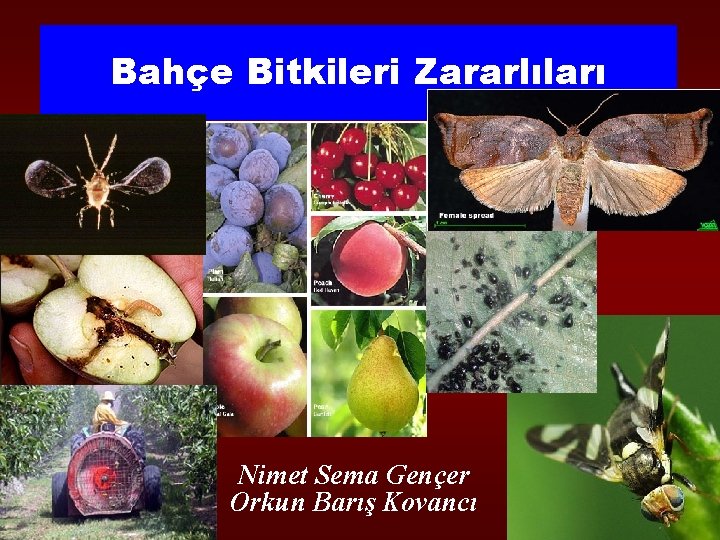 Bahçe Bitkileri Zararlıları Nimet Sema Gençer Orkun Barış Kovancı 