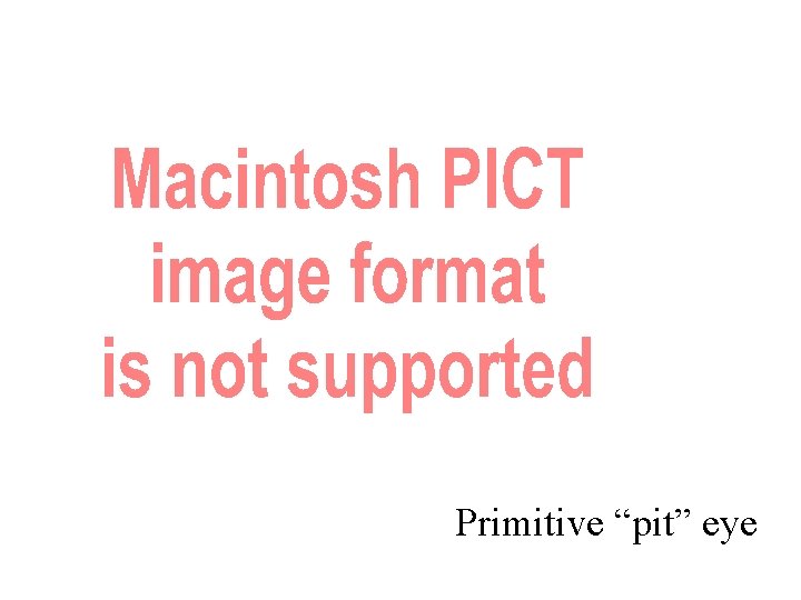 Primitive “pit” eye 