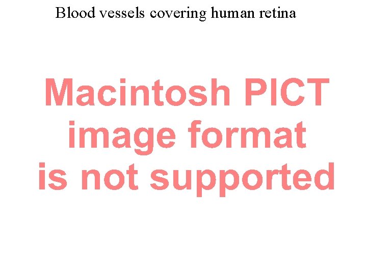 Blood vessels covering human retina 