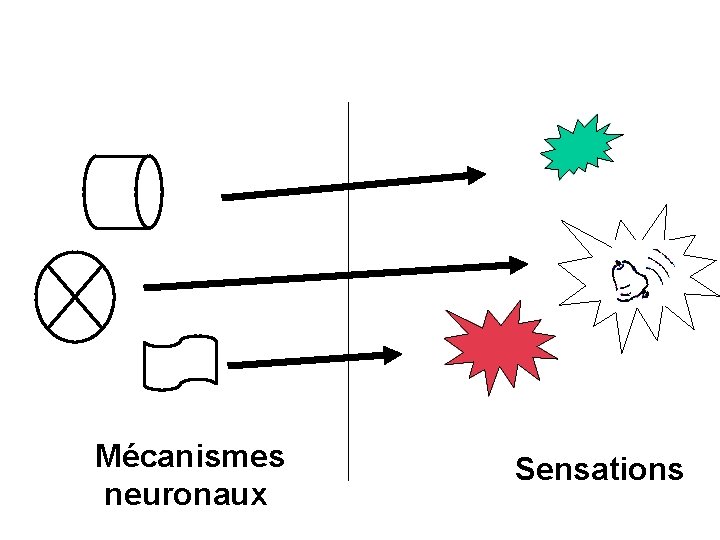 Mécanismes neuronaux Sensations 