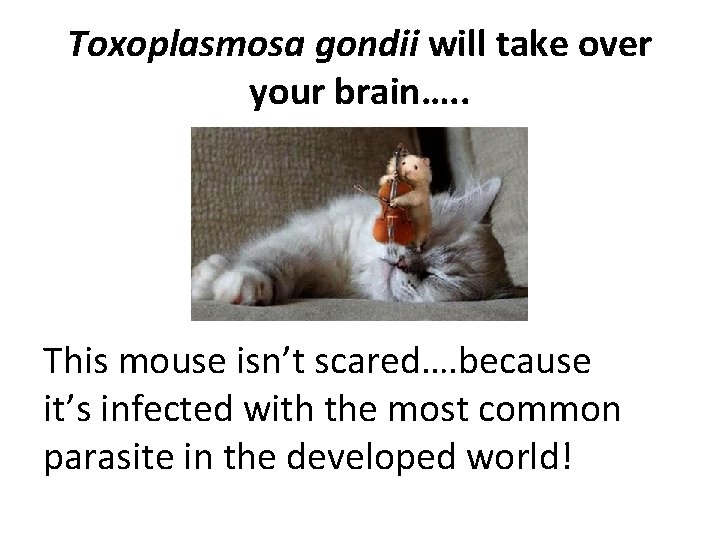 Toxoplasmosa gondii will take over your brain…. . This mouse isn’t scared…. because it’s