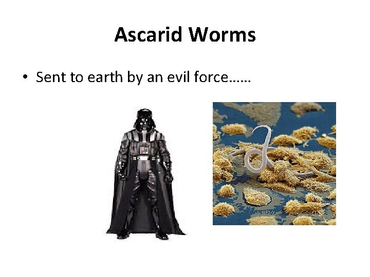 Ascarid Worms • Sent to earth by an evil force…… 