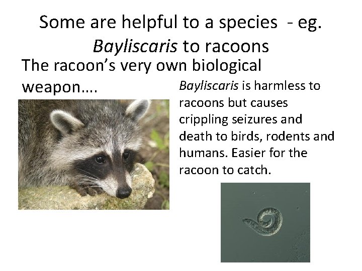 Some are helpful to a species - eg. Bayliscaris to racoons The racoon’s very