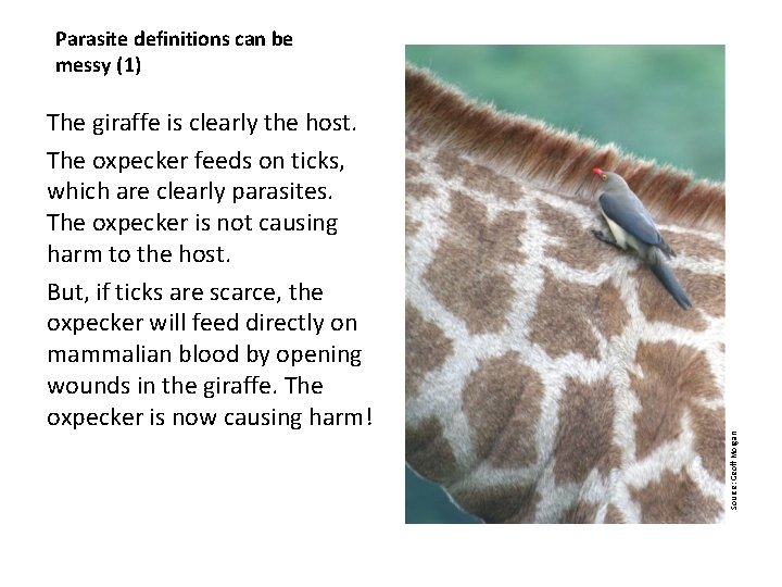 The giraffe is clearly the host. The oxpecker feeds on ticks, which are clearly
