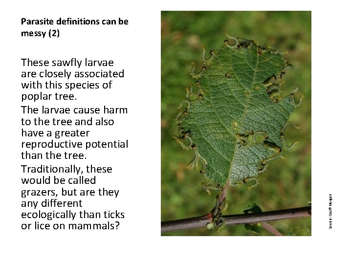 These sawfly larvae are closely associated with this species of poplar tree. The larvae