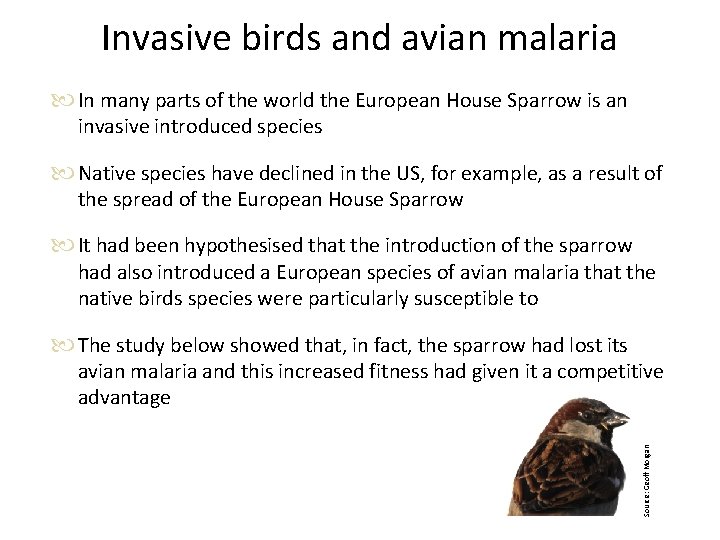 Invasive birds and avian malaria In many parts of the world the European House