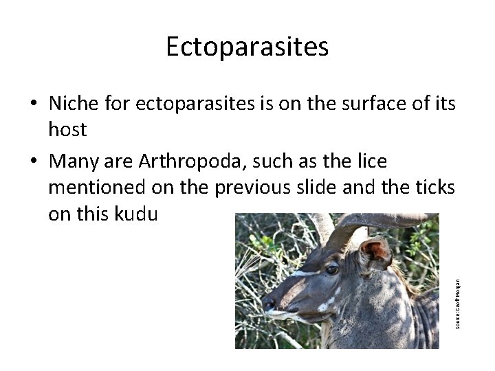 Ectoparasites Source: Geoff Morgan • Niche for ectoparasites is on the surface of its