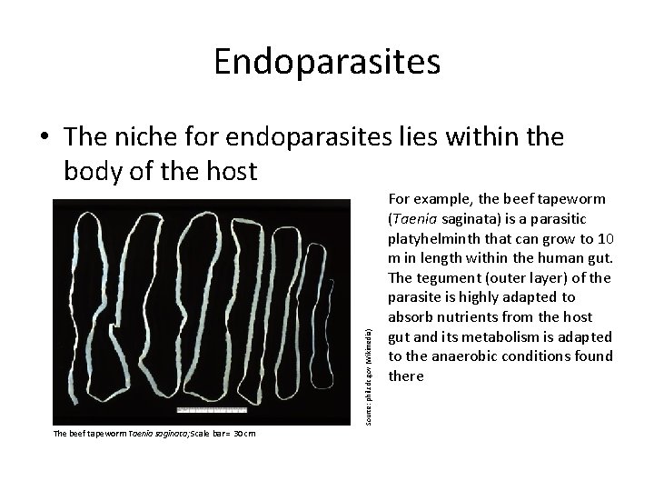 Endoparasites Source: phil. cdc. gov (Wikimedia) • The niche for endoparasites lies within the