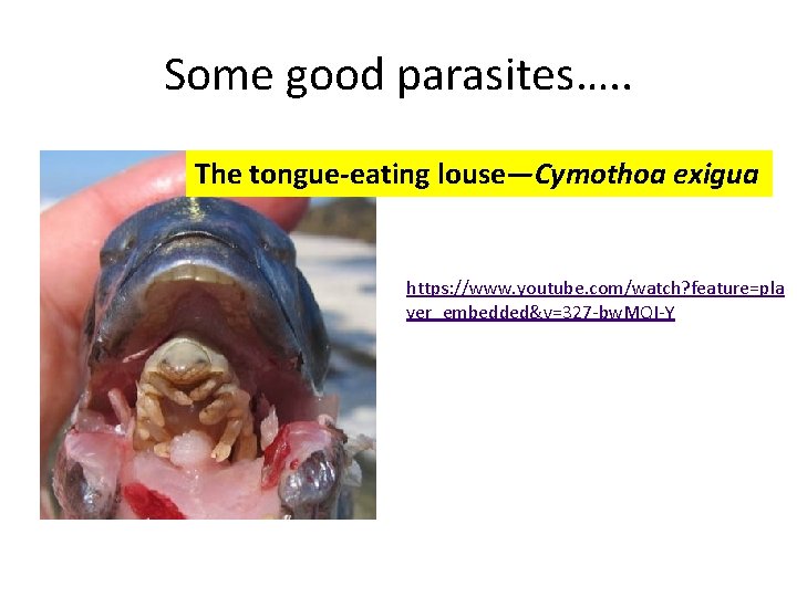 Some good parasites…. . The tongue-eating louse—Cymothoa exigua https: //www. youtube. com/watch? feature=pla yer_embedded&v=327