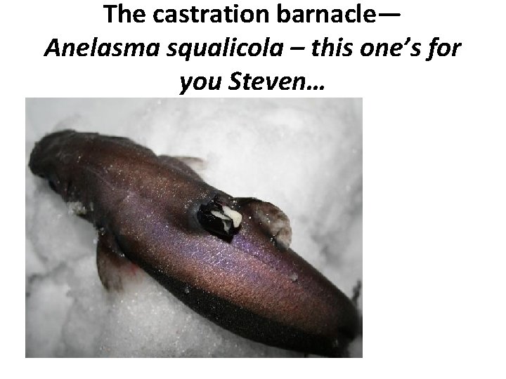 The castration barnacle— Anelasma squalicola – this one’s for you Steven… 