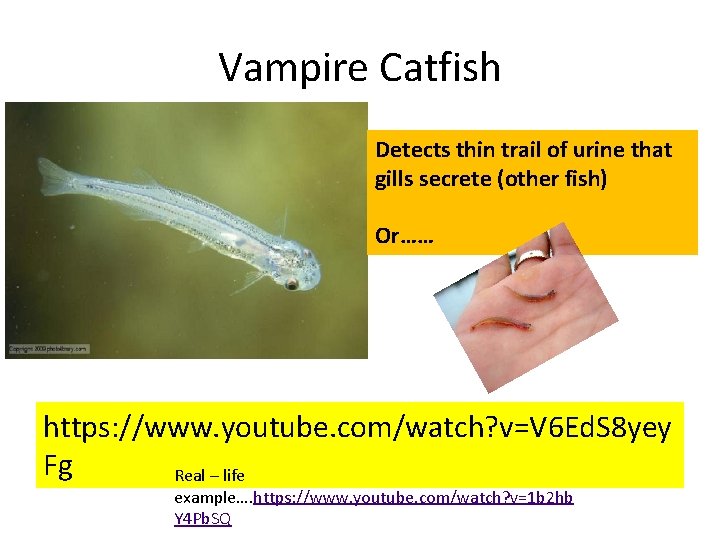 Vampire Catfish Detects thin trail of urine that gills secrete (other fish) Or…… https: