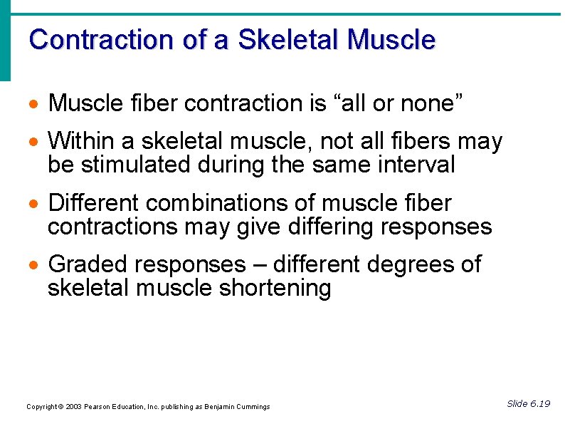 Contraction of a Skeletal Muscle fiber contraction is “all or none” Within a skeletal
