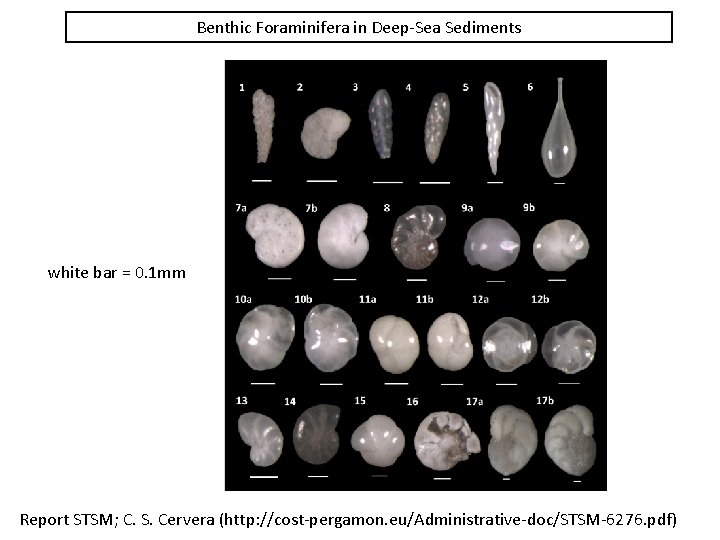 Benthic Foraminifera in Deep-Sea Sediments white bar = 0. 1 mm Report STSM; C.
