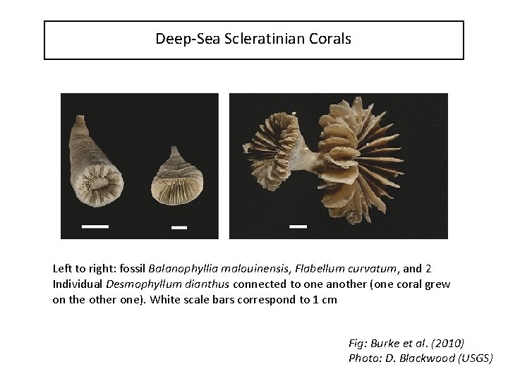 Deep-Sea Scleratinian Corals Left to right: fossil Balanophyllia malouinensis, Flabellum curvatum, and 2 Individual