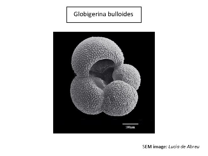 Globigerina bulloides SEM image: Lucia de Abreu 