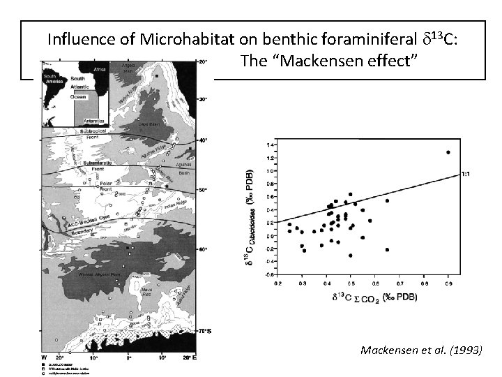 Influence of Microhabitat on benthic foraminiferal d 13 C: The “Mackensen effect” Mackensen et