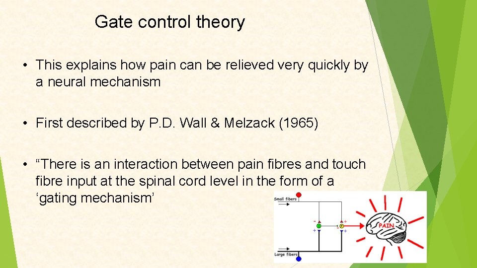 Gate control theory • This explains how pain can be relieved very quickly by