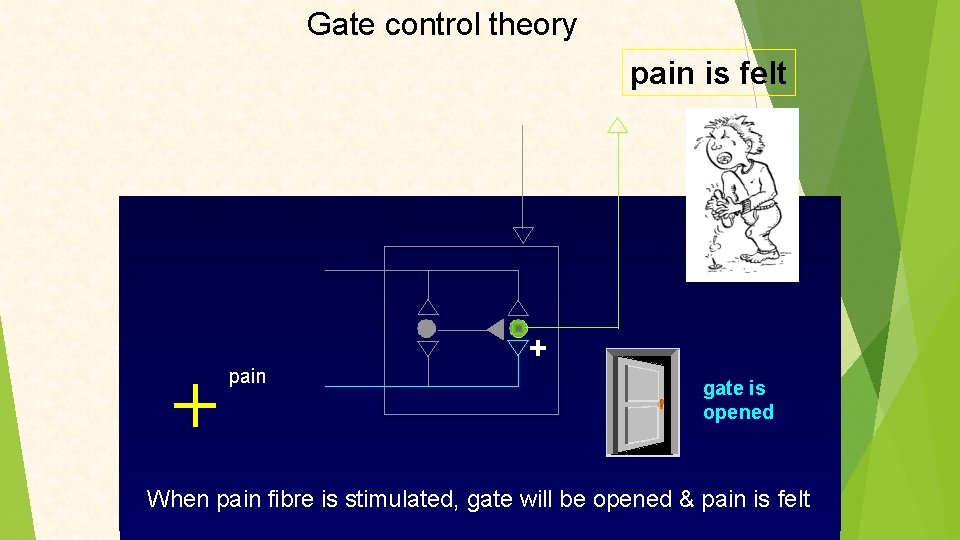 Gate control theory pain is felt pain + gate is opened When pain fibre