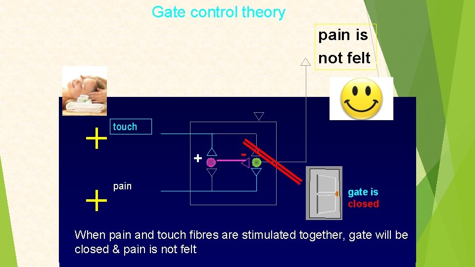 Gate control theory pain is not felt touch + pain gate is closed When