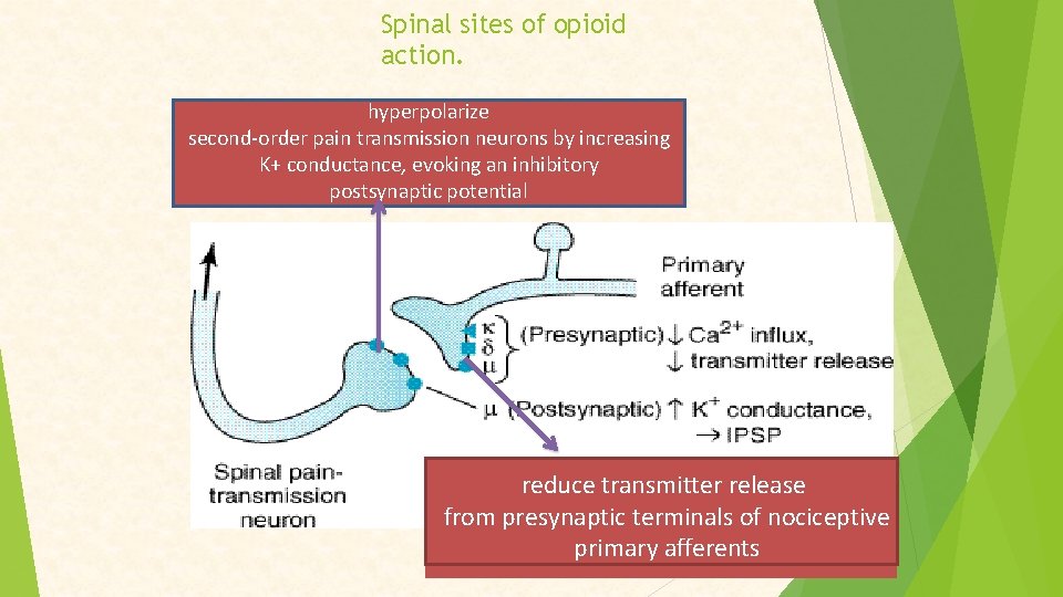 Spinal sites of opioid action. hyperpolarize second-order pain transmission neurons by increasing K+ conductance,